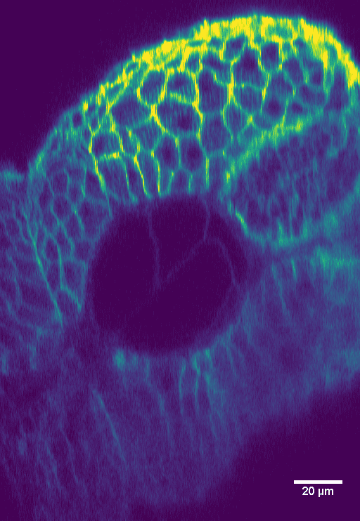 FYLA laser for nonlinear optical microscopy